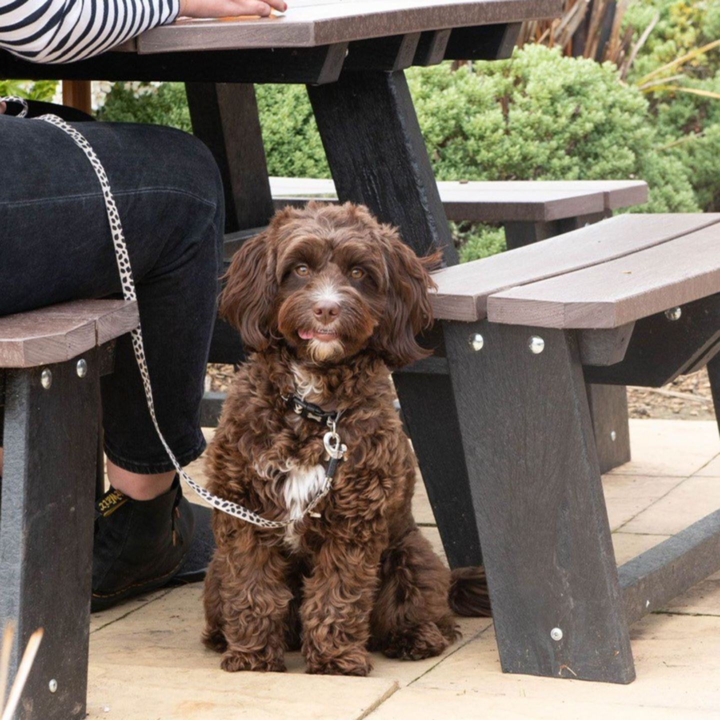 Your local dog friendly pub in Didcot